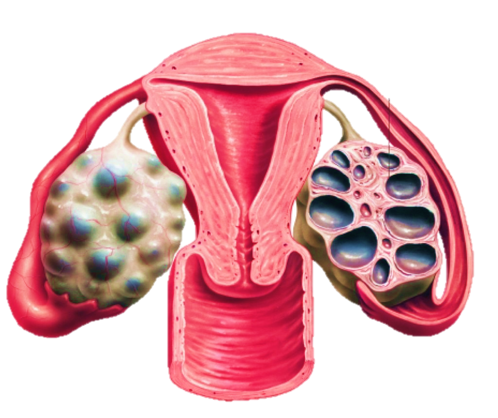 normal-ovary-stock-vector-illustration-of-graafian-menstruation