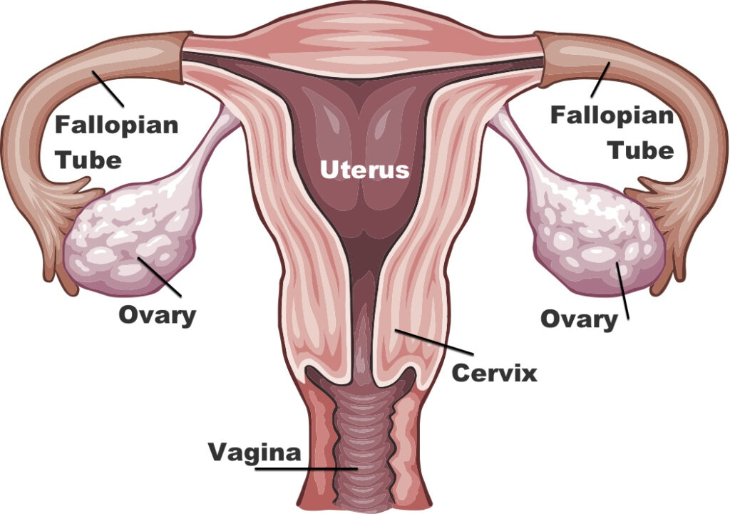 Órgão reprodutor feminino