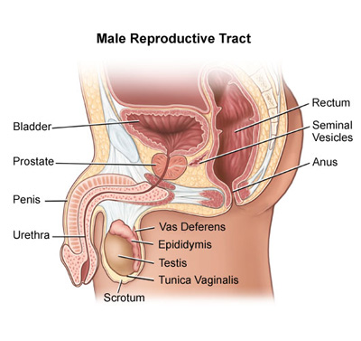 Órgão reprodutor masculino